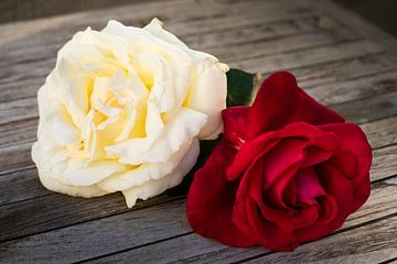 Weiße und rote Rose auf Holz von Edith Keijzer