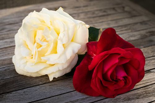 White and red rose on wood van Edith Keijzer