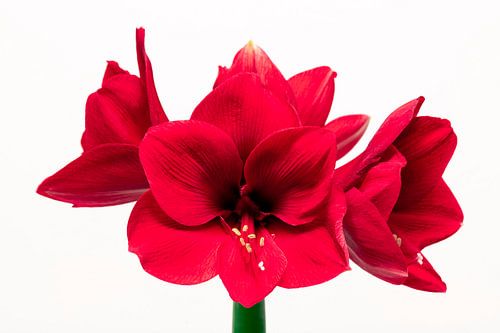 Amaryllis