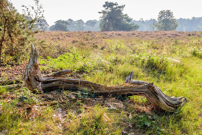 Dikke verweerde boomtak by Ruud Morijn