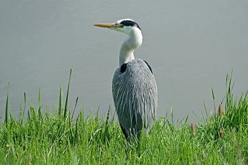 Great Blue Heron overlooks a sunny ditch by Gert van Santen