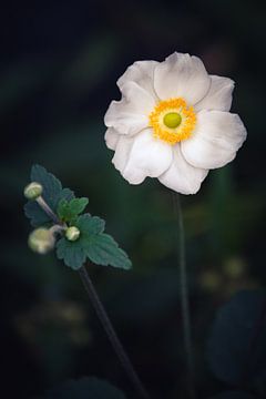 Zachte bloem. von Reversepixel Photography
