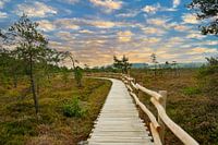 Idyllisch heidegebied