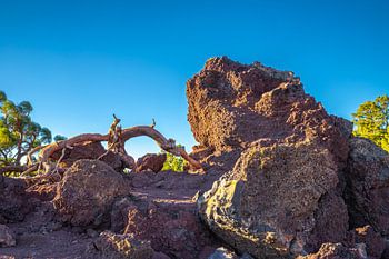 Uprooted tree at Mirador de los Poleos