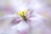 Zachte en dromerige lichtroze clematis