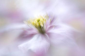 Zachte en dromerige lichtroze clematis