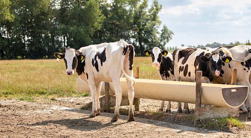 Groep koeien bij de drinkbak