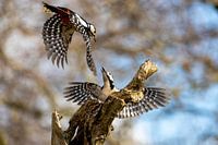 Fighting Woodpeckers