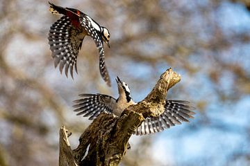 Fighting Woodpeckers by Vanderaart-foto's