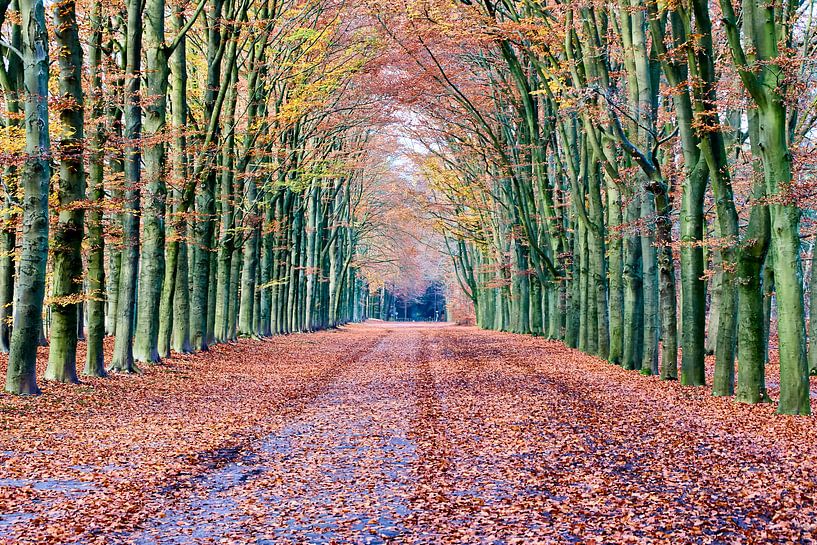 Autumn in Lage Vuursche by Bert Vos