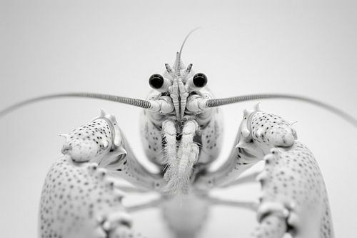 Lobster