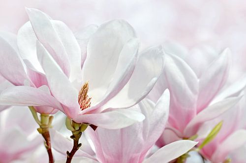 Magnolie von Violetta Honkisz