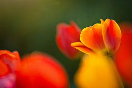 Tulpenzeit von Sabine Böke-Bergau