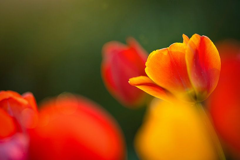 Tulip Time by Sabine Böke-Bergau