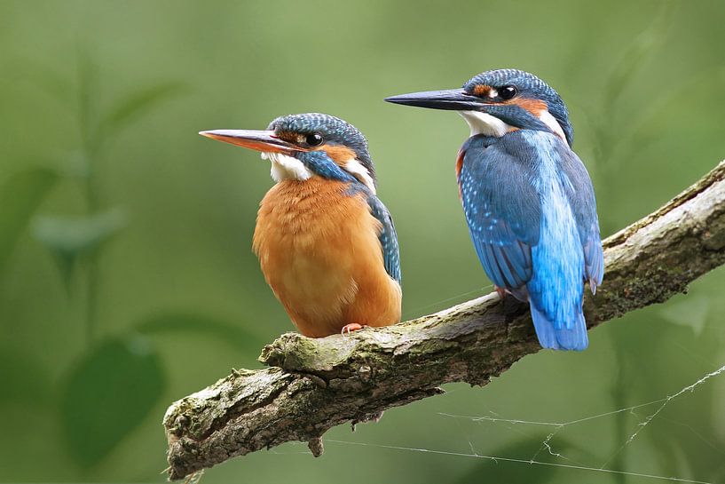 IJsvogel van Heiko Lehmann