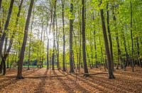 Lente bos op Texel / Spring Forest on Texel