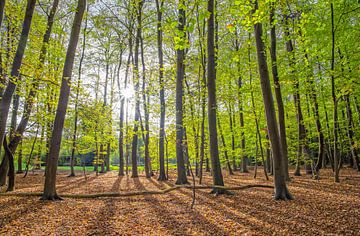 Frühlingswald auf Texel von Justin Sinner Pictures ( Fotograaf op Texel)