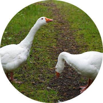 Ontmoeting met twee Emder ganzen op het wandelpad van Wieland Teixeira