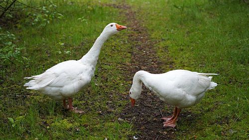 Ontmoeting met twee Emder ganzen op het wandelpad