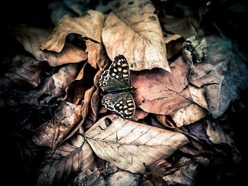 Autumn butterfly by Harry Bouman