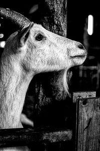 Einfaches Leben, Bauernhof, Bauernhof, Schwein, Ziege, Kuh, Tiere der Kinder, Tiere auf dem Bauernho von Tom Poelstra