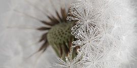 Landelijk panorama: Verschuilen achter de witte pluisjes van Marjolijn van den Berg