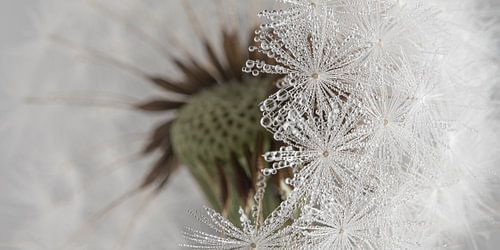 Landelijk panorama: Verschuilen achter de witte pluisjes