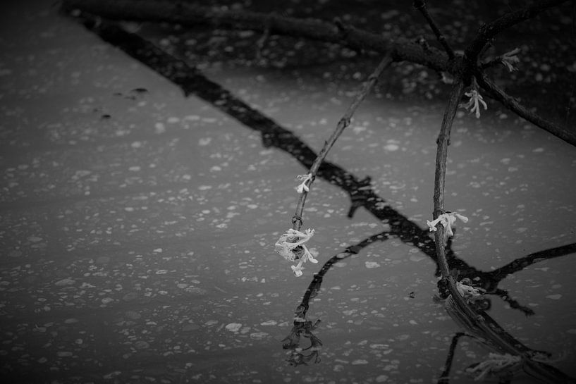 branch hanging over a puddle by Martijn van Yperen