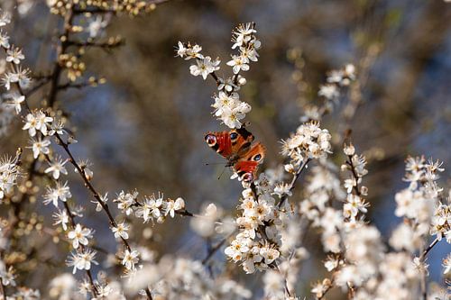 Witte bloesem met dagpauwoog.