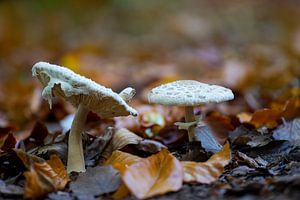 Paddenstoelen groeien op de grond van een loofbos in de herfst