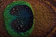 Das Auge einer Pfauenfeder mit Wassertropfen von Marjolijn van den Berg Miniaturansicht