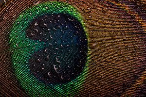 Das Auge einer Pfauenfeder mit Wassertropfen
