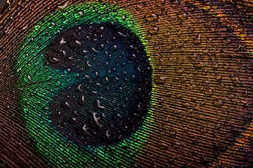 The eye of a peacock feather with water droplets