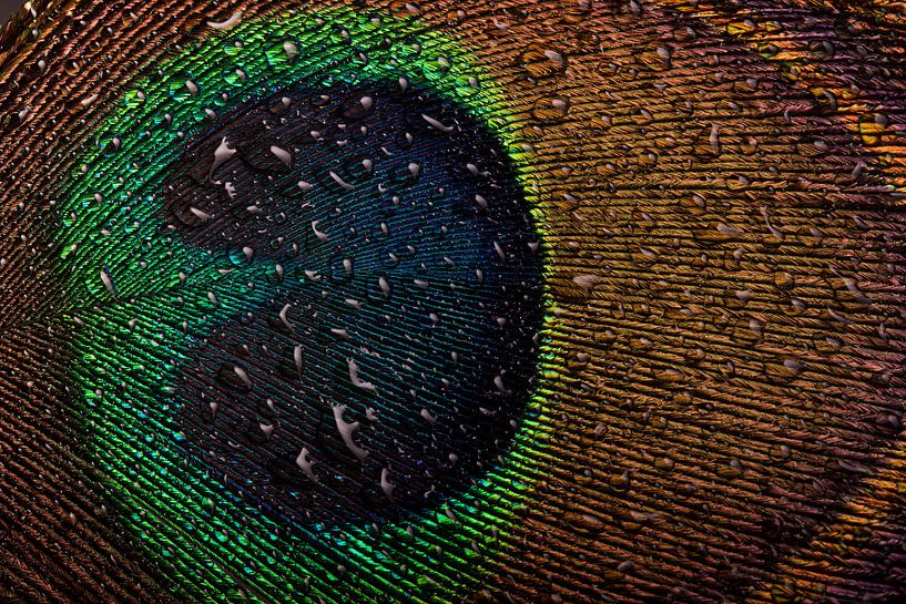 Das Auge einer Pfauenfeder mit Wassertropfen von Marjolijn van den Berg