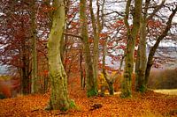 Les hêtres en automne