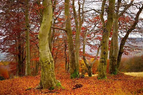 Buchen im Herbst