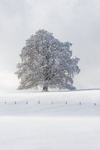 Rotbuche im Winter