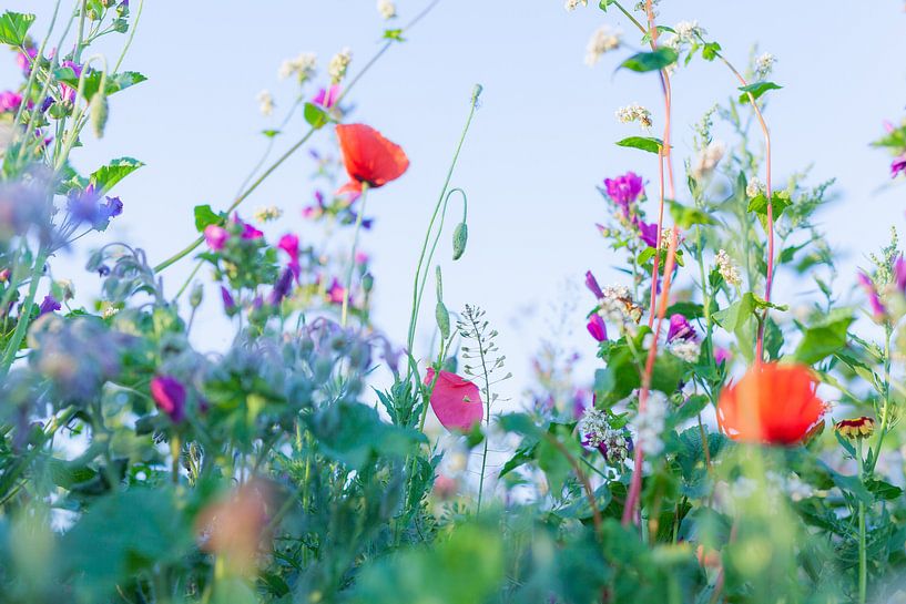 Wilde Sommerblumen auf einem Feld bei Gewande 05 von FotoDennis.com | Werk op de Muur