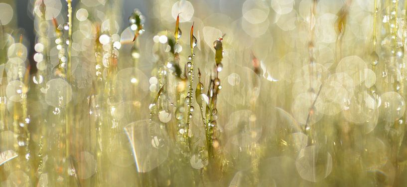 Moss with raindrops by Hilde Remerie Photography and digital art