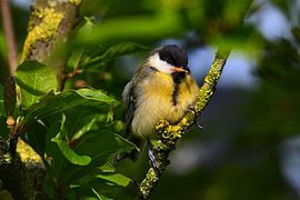 Die Kohlmeise schaut direkt in die Linse. von Joard van den Ende