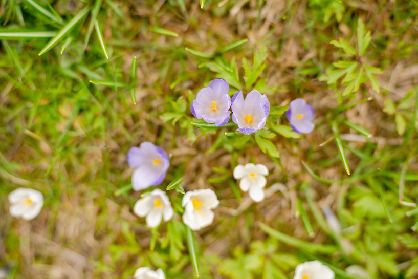 White and purple crocuses in the meadow by Leo Schindzielorz