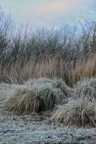 Rosée du matin