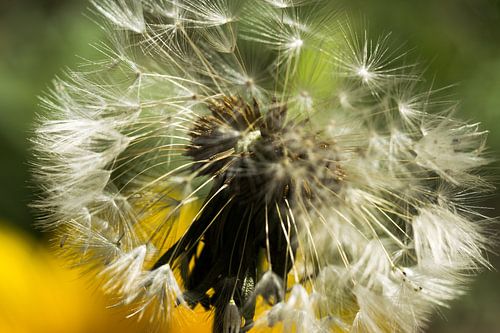 uitgebloeide paardenbloem