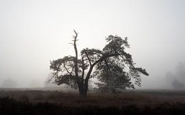 morning fog by Gerard Hol