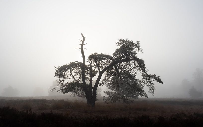 brouillard matinal par Gerard Hol