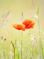 Home, poppies