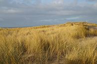 Duingebied Maasvlakte 2, Rotterdam van Maurits Bredius thumbnail