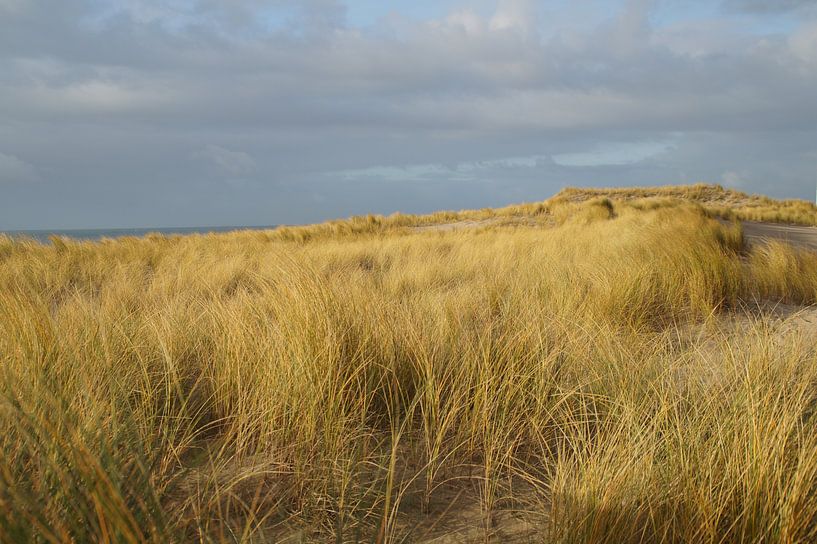Duingebied Maasvlakte 2, Rotterdam van Maurits Bredius