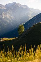 Avondlicht in de Bergen – Chamonix