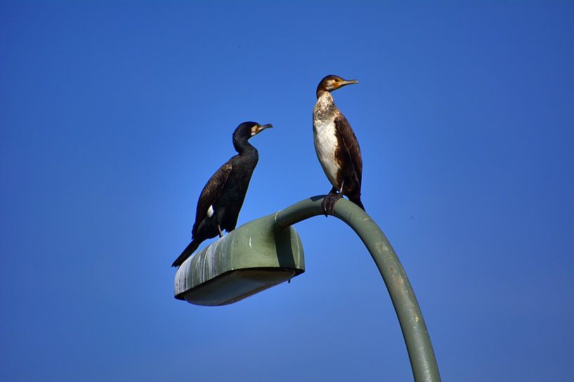 Aalscholver Lamp van Edgar Schermaul